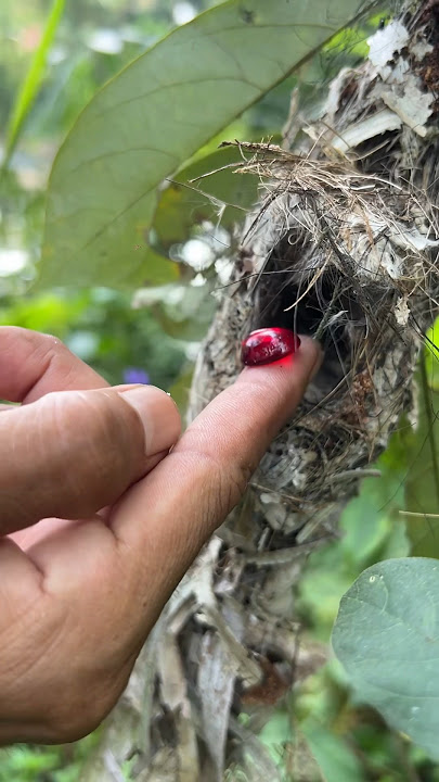 THE RAREST BIRD'S NEST IN THE WORLD #trending #shortvideo #diy #viral #shorts #KaryaJangyaya