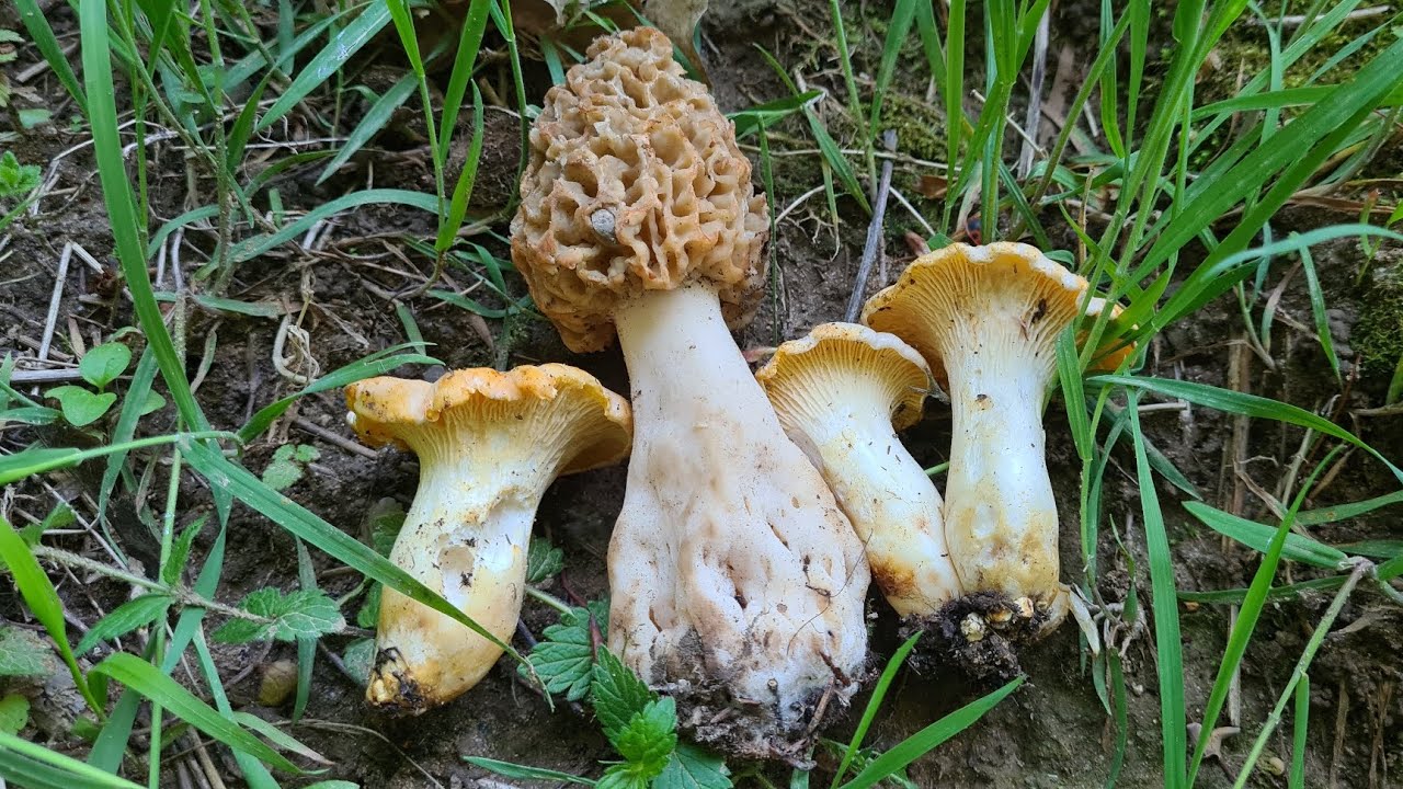 18 mai Dernière prospection aux morilles , je trouve des girolles #girolle , #morilles