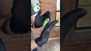 Don't Let Them In!  BlackEyed Tree Frogs | Josh's Frogs 13 Days of Horror Sale