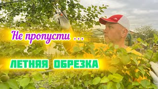 Летняя обрезка.Формирование кроны