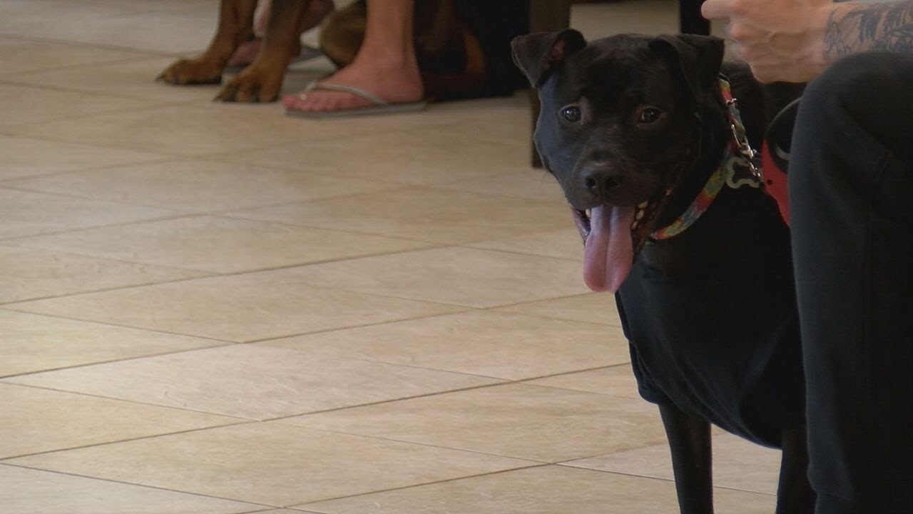 Wilmington veterinarian warns dog owners about canine flu YouTube