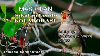 Masteran - Sikatan Londo - Kolaborasi Durasi Panjang Tembakan Dan Jeda - (semoga bermanfaat)