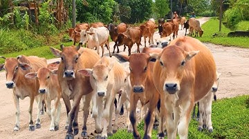 Video Kerumunan Sapi Kampung Berjalan Menuju Kandang, Suara Sapi Moo, Sapi Lucu Di ladang hijau