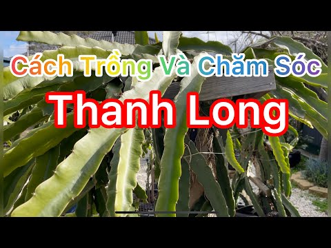 Video CÁCH TRỒNG VÀ CHĂM SÓC CÂY THANH LONG l HOW TO GROW A... - youtube