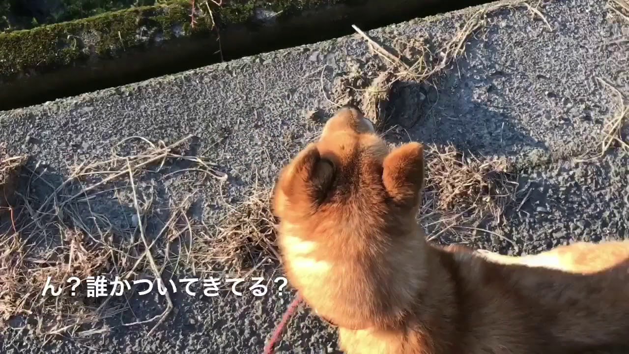 霊感 犬には見える幽霊に気づく犬 A Dog Noticing A Ghost Youtube