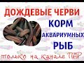 Дождевые черви-корм аквариумных рыб.