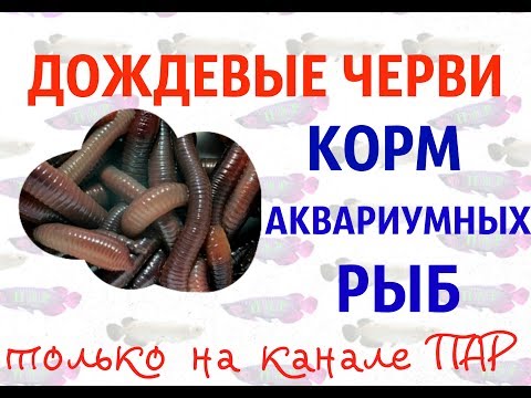 Видео: Типы червей, обитающих в аквариумах с рыбками