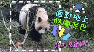 20230226 圓仔不走爛泥巴的金腳丫，最終發現藏於小樹上的紅蘿蔔 The Giant Panda Yuan Zai