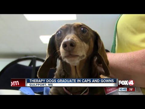 therapy-dogs-graduate-in-caps-and-gowns