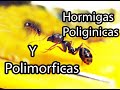 Messor Structor en Hormiguero de Aliexpress. Colonia de 4 Reinas Hormigas Poliginicas y Polimorficas