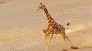 Cute giraffe in action