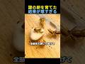 謎の卵を育てた結果が尊すぎる🐸 #動物 #感動する話