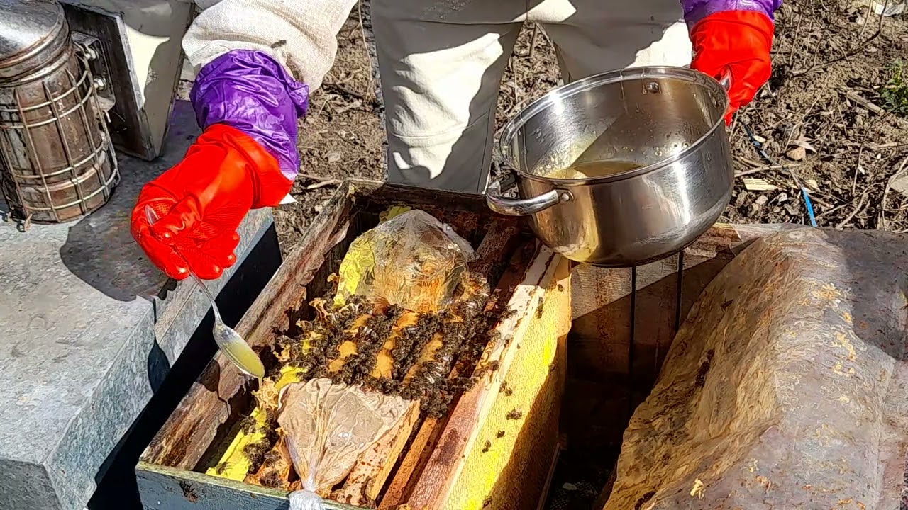 O hrana proteica secreta , reteta secreta proteica pentru albine !!!!