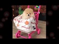 「絶対に笑う」あり得ないことをする犬★おもしろい犬のハプニング, 失敗画像集 #41
