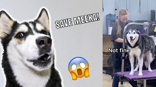 Talking Husky Reacts To Meeka The Husky