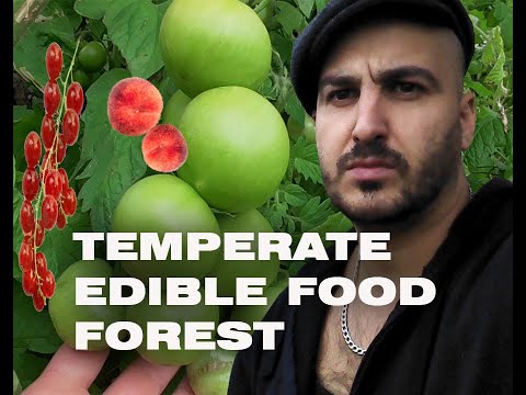 Edible Food Forest Establishment in Temperate Climates