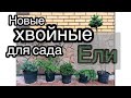 Обзор новых хвойных для сада. С названиями Ч.1 Ели