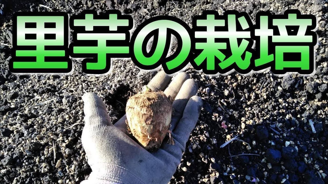 農業 66 里芋の栽培 里芋の植え方 Youtube
