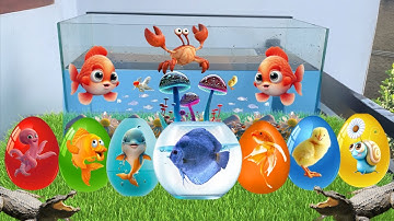 Tổng hợp video cá cảnh đẹp, động vật dễ thương, cá mập, cá sấu hoả tiễn, cá vàng, rắn, cá koi #05