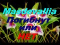 Орхидеи Masdevallia. ВАЖНО!!!! а то  могут погибнуть зимой .