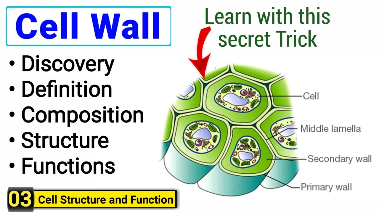 Cell wall structure and function | complete concept | Peak Lectures ...