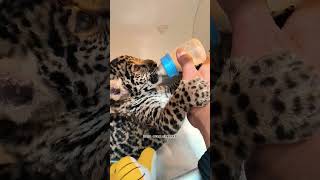 Baby Jaguar #Shorts #Viral