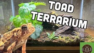 Building a Toad Terrarium