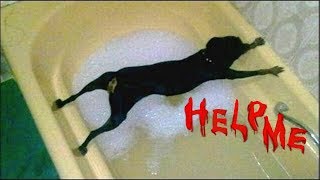 Dogs Just Don't Want To Bath - Funny Dog Bathing Compilation NEW by Cute Baby Animals 22,504 views 5 years ago 6 minutes, 44 seconds