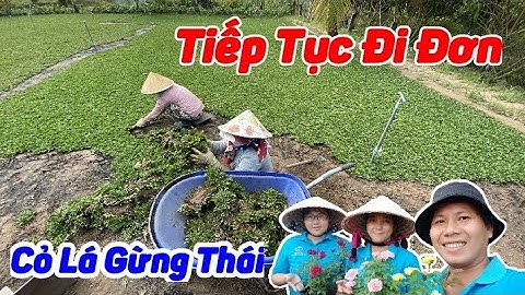 Siêu Thị Cây Cảnh | Cảnh Gom Cỏ Lá Gừng Thái Vào Bao | Anh Hoa - Làng Hoa Trăm Tuổi (Vlog 113)