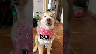 I LOVE YOU~♥#shorts #alaskanmalamute #dog