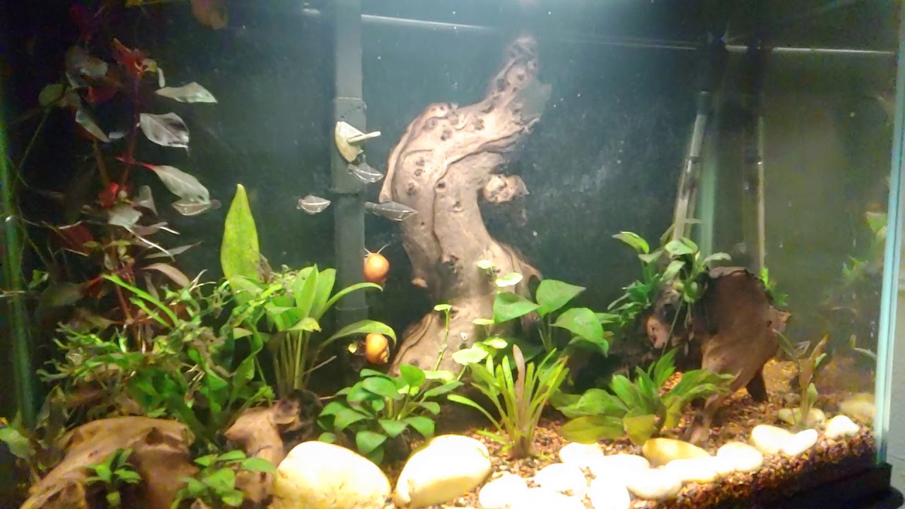 Spectacular 20 Gallon Planted Samurai Gourami Biotope How to Create a Natural Habitat for Fish