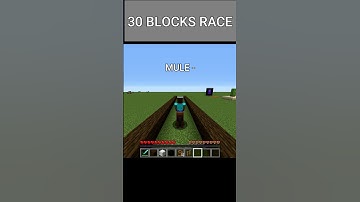 HORSE VS DONKEY VS MULE || ZYD