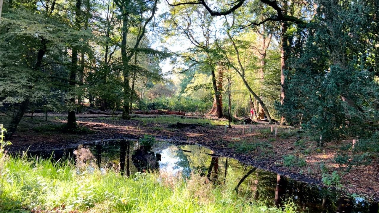 Picture of Woodland Restoration Project - YouTube