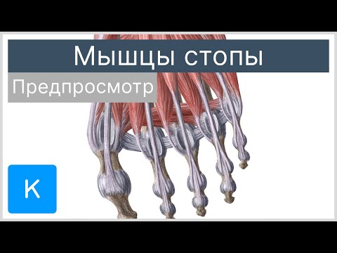 Мышцы стопы (предпросмотр) - Анатомия человека | Kenhub