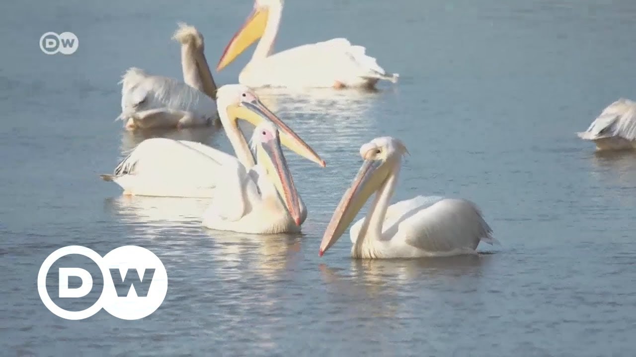 Mauritania: Return of the birds | DW English