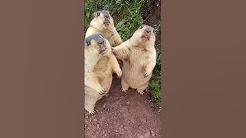 Marmot screaming | amazing animals #246 | #shorts #animal #cute #viral