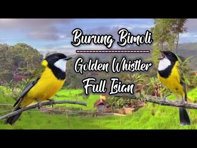 Bukan Maeenn..!! Kicauan Burung Bimoli Super Gacor Full Isian || Kancilan Emas Gacor Isian class=