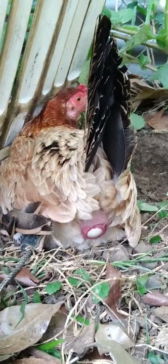😇✌🐣🐥 itlog oh manok...🙂😅