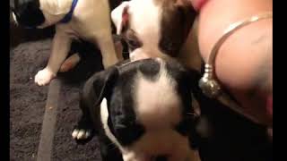 Puppy play cam! by Legendary Kennels 282 views 5 years ago 4 minutes, 23 seconds