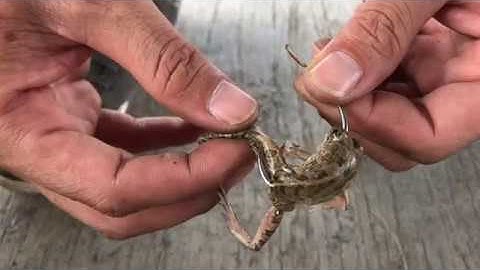 Fishing 6: Hướng dẫn buộc nhái câu cá Lóc.