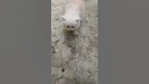 Video 6041741: persian mix kitten, pure white persian kitten, persian golden white kitten, persian white kitten beautiful, cute white persian kitten, persian cat, persiankitten