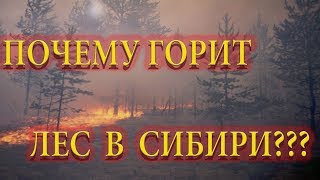 Лесные пожары в Сибири. Почему горит лес в Сибири?