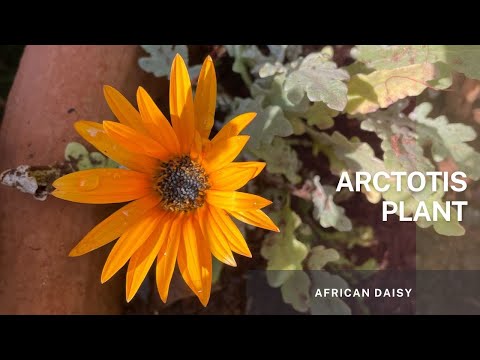 Video: Penjagaan Daisy Arctotis Afrika: Cara Menanam Bunga Daisy Arctotis