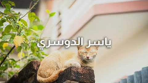 سورة يوسف كما لم تسمعها من قبل | تلاوة خاشعة بصوت ياسر الدوسري