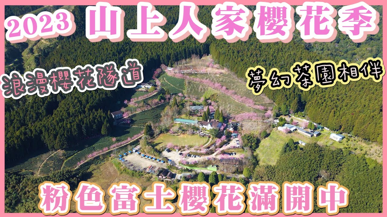 2023 新竹五峰 山上人家富士櫻滿開囉 I 必拍的「粉紅櫻花隧道」「茶園櫻花林道」及「茶園秘境」I 最佳賞櫻花時間在2/28前 I 山上人家櫻花季空拍