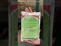 Trichoderma Harzianum Powder, Pupuk Hayati Tanaman, Kenapa Tomat Rentan Penyakit Saat Musim Hujan