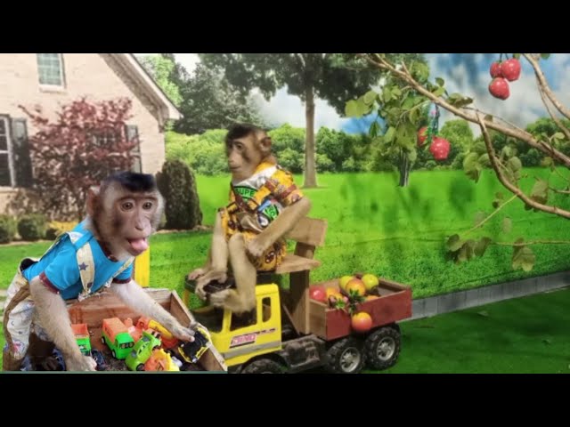 Chita smart and cute monkey harvests fruit, swims and looks for