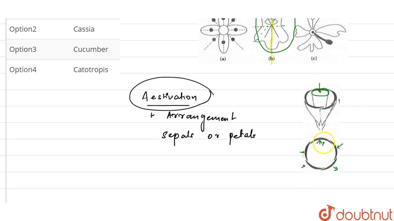 Which of these is an example for zygomorphic flower with imbricate