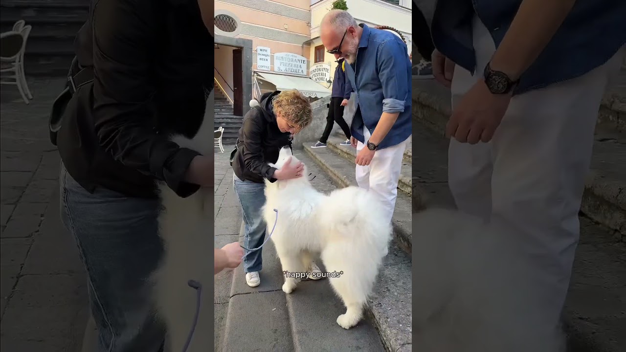 SO WHOLESOME!!! No place has come close to loving Boomer as much as Italy 🇮🇹❤️ 