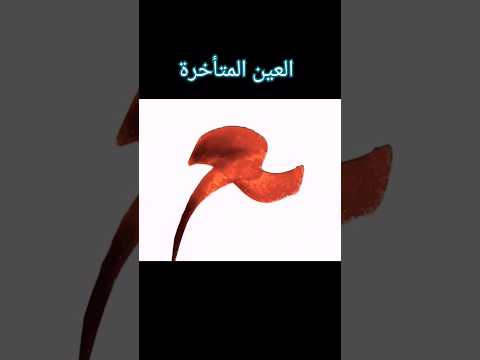 الاستاذ زكي الهاشمي العين المتأخرة في خط النسخ